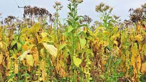 ΠΟΥ: Η χρήση καπνού παγκοσμίως έχει μειωθεί παρά την άσκηση πίεσης από τις καπνοβιομηχανίες