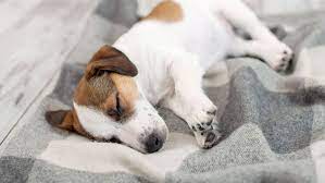 Αχαΐα: Πυροβόλησαν εξ επαφής με δύο σφαίρες σκύλο στην πλάτη