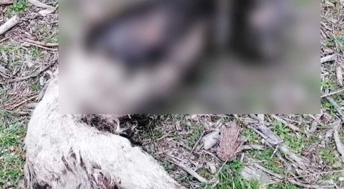 Κτηνωδία στην Καβάλα! Σκότωσαν, ακρωτηρίασαν και έκαψαν σκυλί