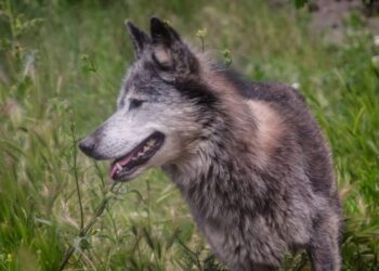 Ξάνθη: Λύκοι κατασπάραξαν για 4η φορά κυνηγόσκυλο στο Καρυόφυτο!