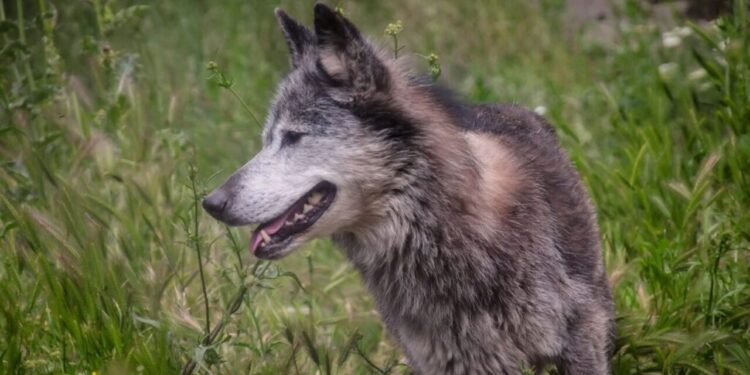 Ξάνθη: Λύκοι κατασπάραξαν για 4η φορά κυνηγόσκυλο στο Καρυόφυτο!
