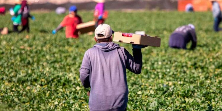 Ερώτηση Βουλευτών Νέας Αριστεράς για την ακρίβεια στα τρόφιμα και την απόκλιση τιμής παραγωγού και τιμής καταναλωτή