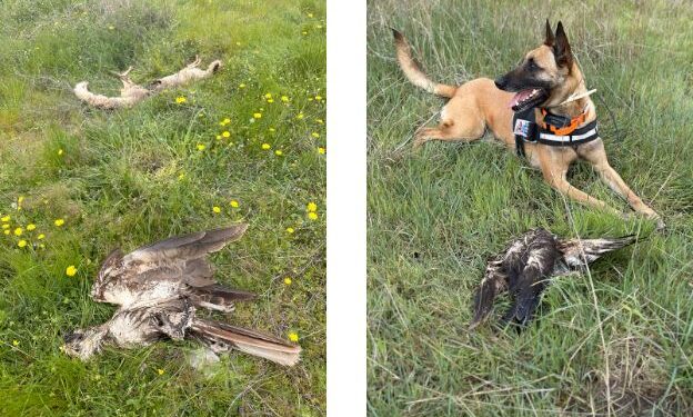 Μαζική δηλητηρίαση προστατευόμενων ειδών – Νέο έγκλημα στον Έβρο