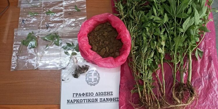 Ξάνθη: 2 άτομα καλλιεργούσαν κάνναβη στις αυλές των σπιτιών τους! (φωτο)