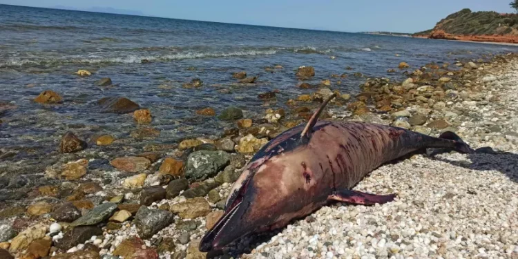 Δελφίνι με τραύματα από όπλο ξεβράστηκε στον Πλατανίτη Μαρώνειας Ροδόπης.