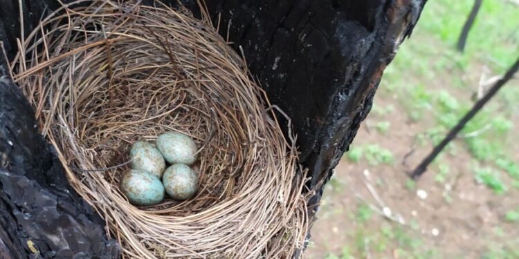 Μέσα στα καμένα του Έβρου φωλιάζει η ζωή και η ελπίδα
