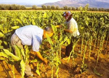 Οζγκιούρ Φερχάτ:  Μέτρα για την στήριξη των καπνοπαραγωγών της Θράκης, απώλεια παραγωγής πάνω από 60%!