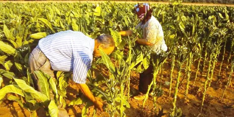 Οζγκιούρ Φερχάτ:  Μέτρα για την στήριξη των καπνοπαραγωγών της Θράκης, απώλεια παραγωγής πάνω από 60%!