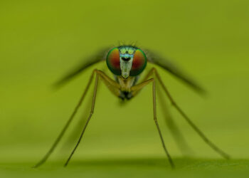 Ιός Δυτικού Νείλου: Έξι νέα κρούσματα ανακοίνωσε ο ΕΟΔΥ