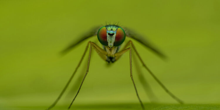 Ιός Δυτικού Νείλου: Έξι νέα κρούσματα ανακοίνωσε ο ΕΟΔΥ