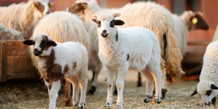 Σσσσ…Ψίθυροι – Πνιγμός στην Αλεξανδρούπολη: 75χρονος ανασύρθηκε νεκρός από την θάλασσα