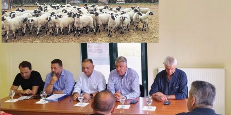 ΣΕ ΚΑΡΑΝΤΙΝΑ Ο ΕΒΡΟΣ! Μετά τα ύποπτα κρούσματα ευλογιάς των προβάτων σε Φέρες και Ορεστιάδα!