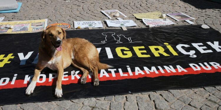 Τουρκία: Η αντιπολίτευση προσέφυγε στη δικαιοσύνη για την ακύρωση επίμαχου νόμου για τους αδέσποτους σκύλους