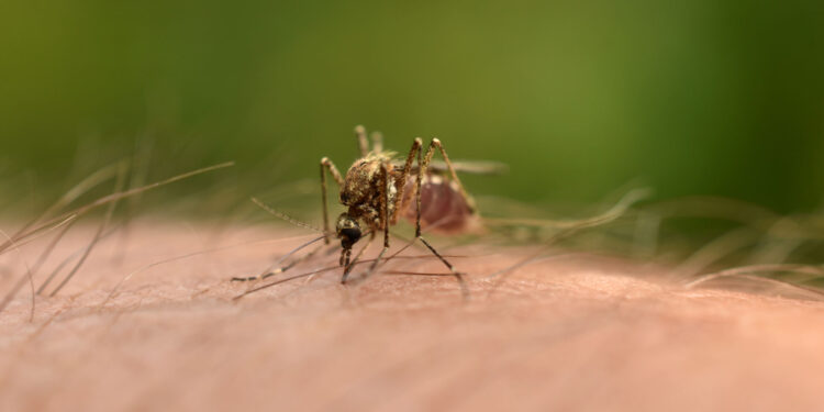 Δύο κρούσματα από τον ιό του Δυτικού Νείλου στο νομό Ηλείας
