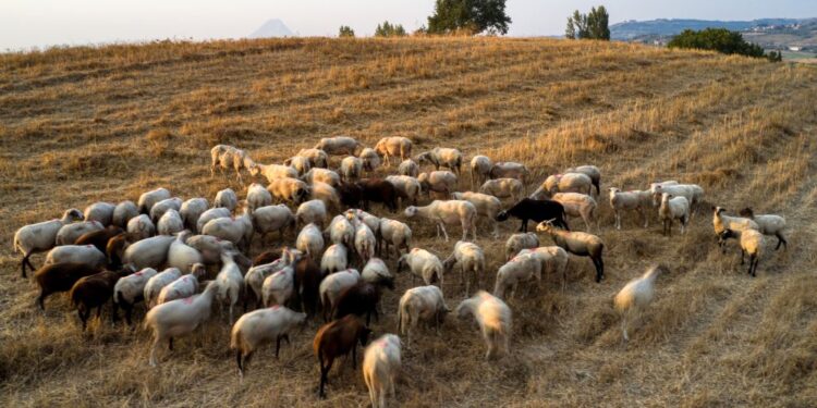    Συναγερμός για την πανώλη αιγοπροβάτων: Εντοπίστηκε κρούσμα και στη Θράκη, υποψίες και για άλλα κρούσματα!
