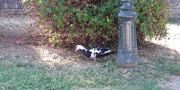 Το παπάκι βγήκε “βόλτα” στα… παπάκια του Δήμου Ξάνθης!