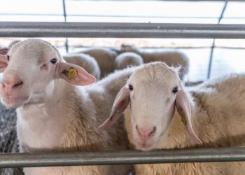 Στρατάκος για ευλογιά προβάτων: Κανονικά η συλλογή και διακίνηση του γάλακτος