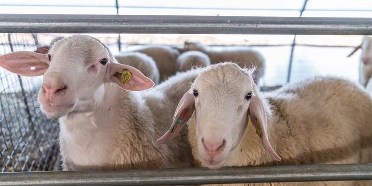 Στρατάκος για ευλογιά προβάτων: Κανονικά η συλλογή και διακίνηση του γάλακτος
