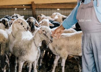 Ευλογιά προβάτων:  Σε ποιες περιφέρειες εφαρμόζονται νέα μέτρα από 1η Νοεμβρίου και σε ποιες αίρονται