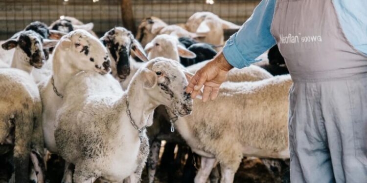 Ευλογιά προβάτων:  Σε ποιες περιφέρειες εφαρμόζονται νέα μέτρα από 1η Νοεμβρίου και σε ποιες αίρονται