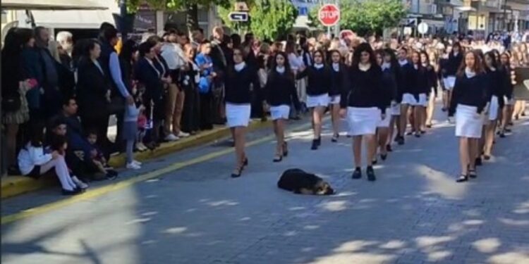 Αριδαία: Σκυλάκος κοιμάται ανενόχλητος στη μέση του δρόμου,  ενώ περνά η παρέλαση!