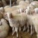 Δεύτερο κύμα αποζημιώσεων σε κτηνοτρόφους για πανώλη κι ευλογιά