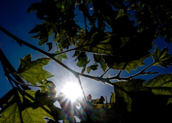 Ανοιξιάτικο το σκηνικό του καιρού και την Πέμπτη 2/1/2025 με 18άρια – Τι καιρό θα κάνει στην ΑΜΘ