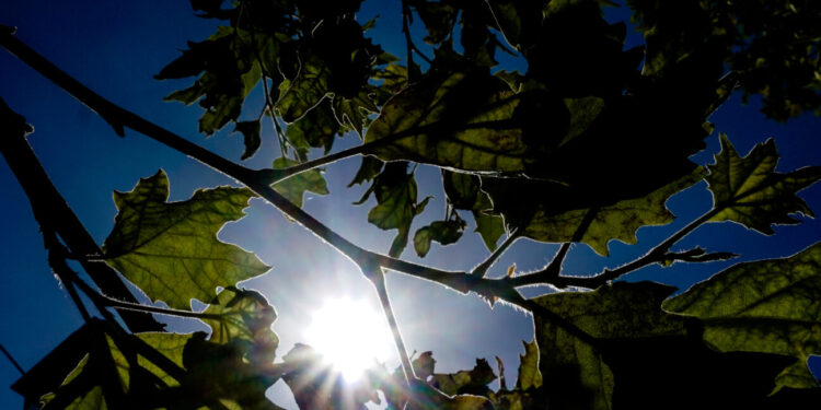Ανοιξιάτικο το σκηνικό του καιρού και την Πέμπτη 2/1/2025 με 18άρια – Τι καιρό θα κάνει στην ΑΜΘ