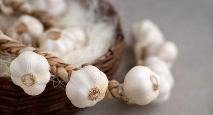 Το 612,70 μέτρων σκόρδο από τον Έβρο που μπήκε στα Ρεκόρ Γκίνες