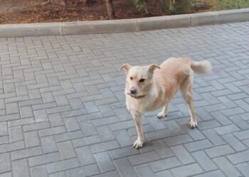 Βρέθηκε ο «πρώτος σκύλος» της Μολδαβίας -Είχε εξαφανιστεί μετά τα πυροτεχνήματα την παραμονή της Πρωτοχρονιάς