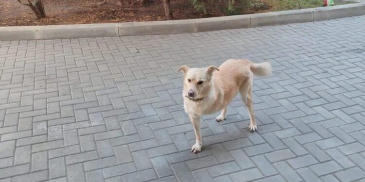 Βρέθηκε ο «πρώτος σκύλος» της Μολδαβίας -Είχε εξαφανιστεί μετά τα πυροτεχνήματα την παραμονή της Πρωτοχρονιάς