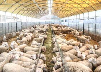 Ξάνθη: Ενημέρωση για τους κατόχους αδειοδοτημένων κτηνοτροφικών εγκαταστάσεων για απογραφή