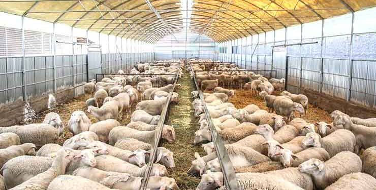 Ξάνθη: Ενημέρωση για τους κατόχους αδειοδοτημένων κτηνοτροφικών εγκαταστάσεων για απογραφή