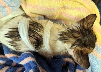 ΑΠΙΣΤΕΥΤΟ! Καβάλα: Έδεσαν νεογέννητο γατάκι, το έβαλαν σε κούτα και το παράτησαν στον δρόμο