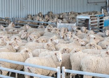 Κτηνοτροφικοί Σύλλογοι ΑΜΘ προς ΥΠΑΑΤ: «Ξυπνήστε γιατί χανόμαστε»