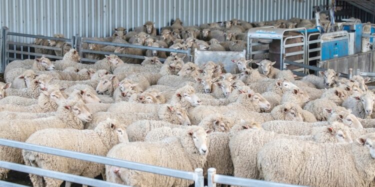 Κτηνοτροφικοί Σύλλογοι ΑΜΘ προς ΥΠΑΑΤ: «Ξυπνήστε γιατί χανόμαστε»