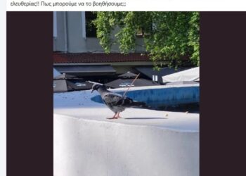 Κακοποίηση ζώου στις Σέρρες: Άγνωστος κάρφωσε καλαμάκι σε περιστέρι