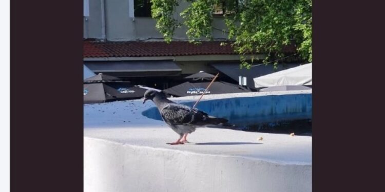 Κακοποίηση ζώου στις Σέρρες: Άγνωστος κάρφωσε καλαμάκι σε περιστέρι