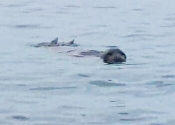 Θάσος: Μια φώκια απολαμβάνει τα γαλήνια νερά της Σαλιάρας