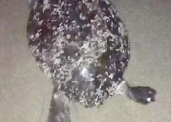 Νεκρή χελώνα καρέτα – καρέτα στην παραλία Ερασμίου