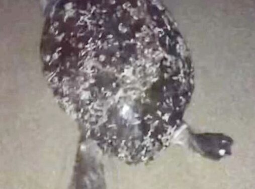 Νεκρή χελώνα καρέτα – καρέτα στην παραλία Ερασμίου